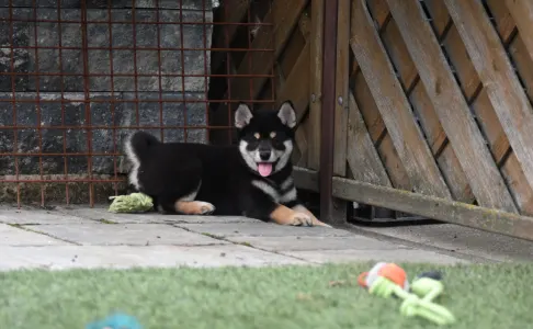 Shiba - Bravados Yasushi