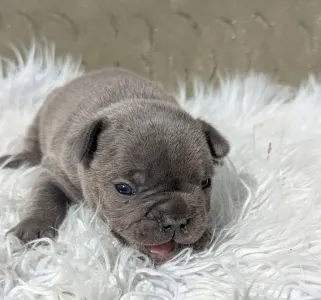 Bulldog francez - Ashur