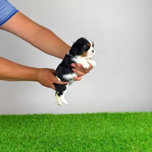 Cavalier King Charles Spaniel - Simba