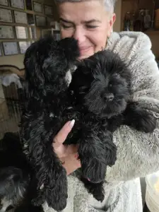 Miniature Schnauzer - Black Hills