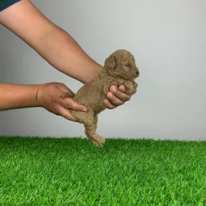 Poodle Miniature - Scotti