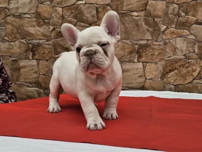 French Bulldog - Betty