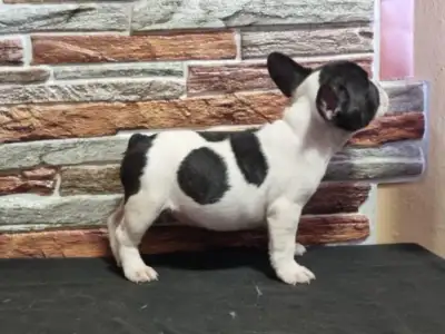 Bulldog francez - Isabel