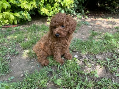 Poodle Miniature - Pixel