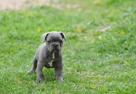 Bulldog francez - Monty