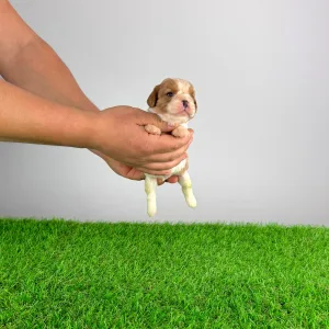 Cavalier King Charles Spaniel - Effi