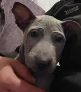 Thai Ridgeback - Bane Wild-romance Of Chiang Exotic Wolfs