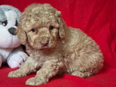 Cavapoo - Mia