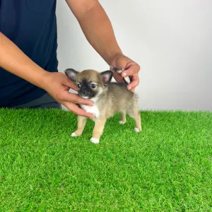 Chihuahua - Kimi