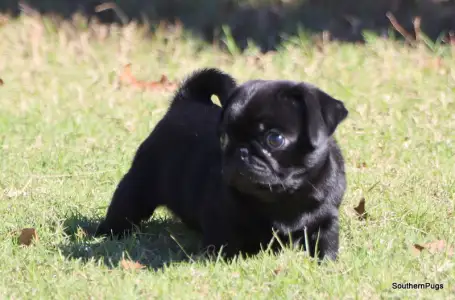 Pug - Doug