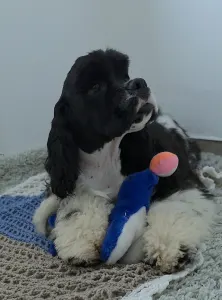 American Cocker Spaniel - Picy