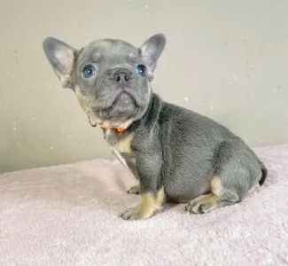 French Bulldog - Naomi