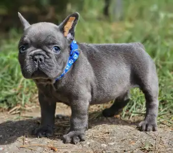 French Bulldog - Hugo