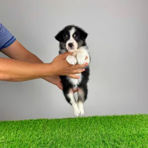 Australian Shepherd - Vectra 