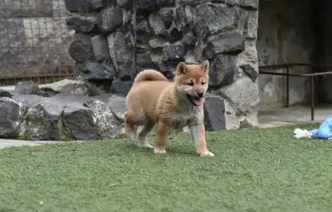 Shiba - Bravados Chiemi