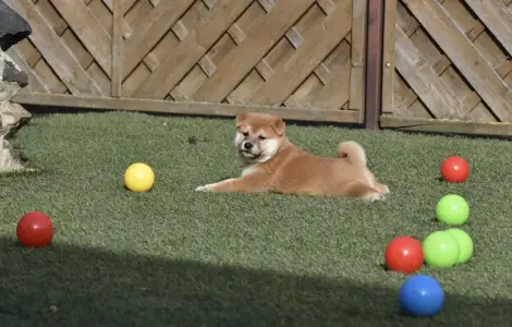 Shiba - Bravados Fugu