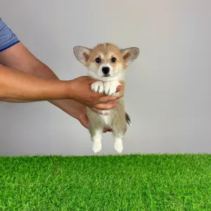 Welsh Corgi Pembroke - Rina