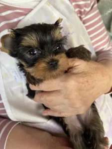 Yorkshire Terrier - Pandora