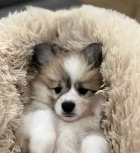 Welsh Corgi Pembroke - Amira Royal Treasure 