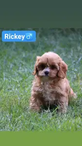 Cavapoo - Rickey