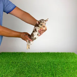 Chihuahua - Flora