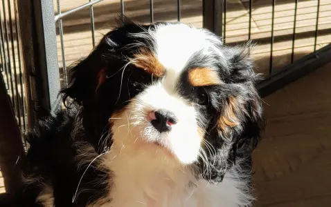 Cavalier King Charles Spaniel - Redstone Cavalier