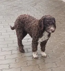 Lagotto Romagnolo - Aky