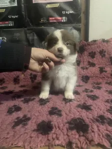 Border Collie - Barna Szuka