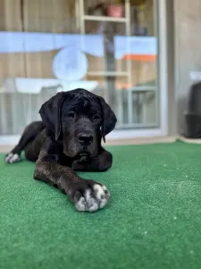 Chien de cour italien - Briana
