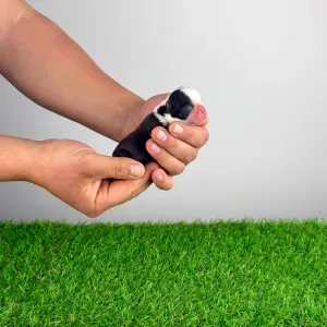 Boston Terrier - Hugh