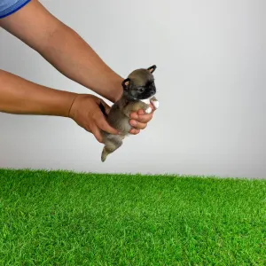 Chihuahua - Kimi
