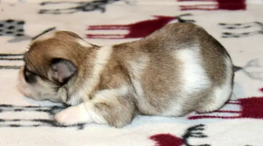 Havanese - Oro De Habana Yuri