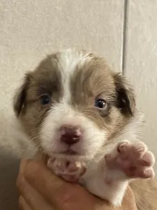 Border Collie - Snickers/ Chocolate Sable Merle Szuka