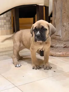Cane Corso - Tina