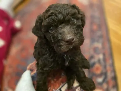 Lagotto Romagnolo - Bobby