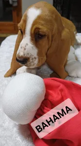 Basset Hound - Bahama
