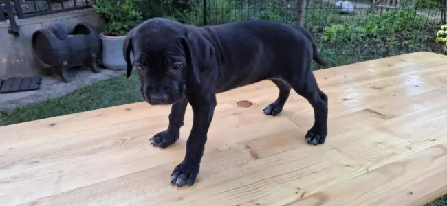 Cane Corso - Bonnie