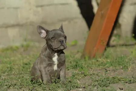 Bulldog francese - Madeleine 