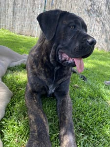 Cane Corso - Cassiopeia’s Pearl Anna