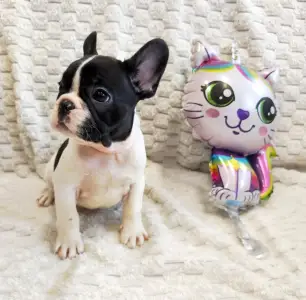 Francia bulldog - Georgina