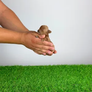 Caniche Toy - Carina