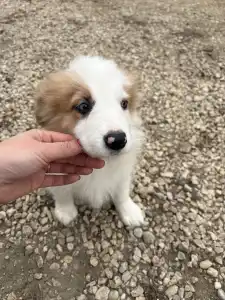Border Collie - Aegen