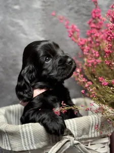Cocker spaniel angielski - Princess