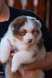 Australian Shepherd - Winstead Grand Illusions