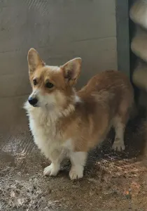 Welsh Corgi Pembroke - Botond