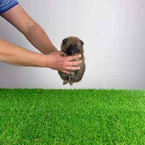 German Pomeranian Spitz - Toxi