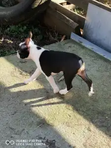 Boston terier - Bon-Bon