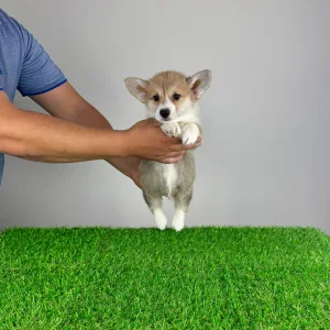 Welsh Corgi Pembroke - Robelly 
