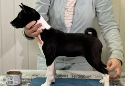 Basenji - Black&white Girl Name- Oyana Lucky Alien 