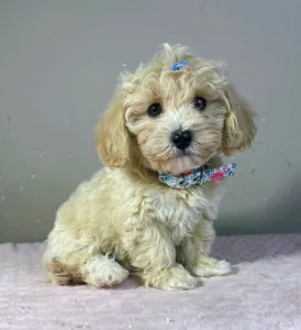 Maltipoo - Brian